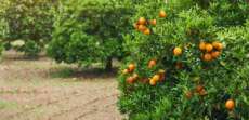 Angela Wallis – Orange Flower Oil